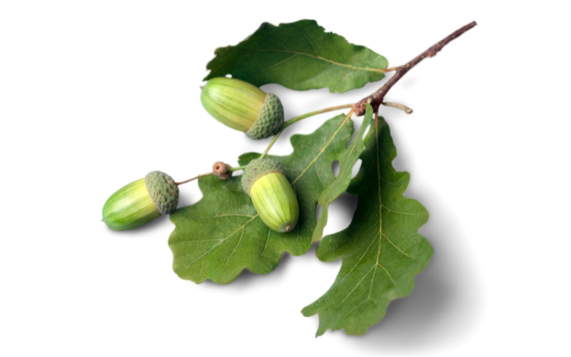 eichenblatt-baum